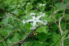 Trichosanthes cucumerina
